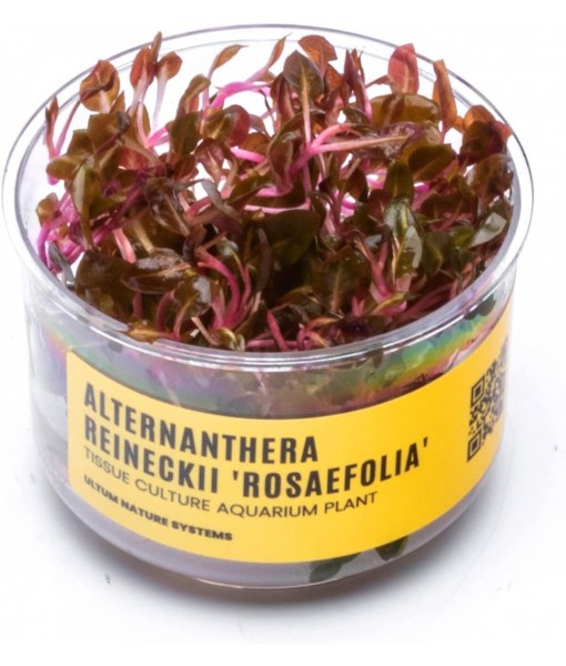 Ultum Nature Systems Alternanthera Reineckii Rosaefolia Red Stem Tissue Culture Live Plant for Aquarium, Aquascape, Freshwater Fish Tanks - 100% Snail  in Vitro
