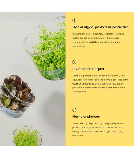 Ultum Nature Systems Alternanthera Reineckii Rosaefolia Red Stem Tissue Culture Live Plant for Aquarium, Aquascape, Freshwater Fish Tanks - 100% Snail  in Vitro