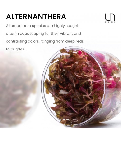 Ultum Nature Systems Alternanthera Reineckii Rosaefolia Red Stem Tissue Culture Live Plant for Aquarium, Aquascape, Freshwater Fish Tanks - 100% Snail  in Vitro