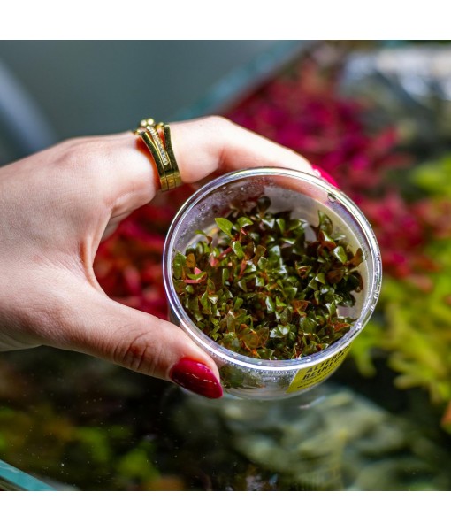 Ultum Nature Systems Alternanthera Reineckii Rosaefolia Red Stem Tissue Culture Live Plant for Aquarium, Aquascape, Freshwater Fish Tanks - 100% Snail  in Vitro