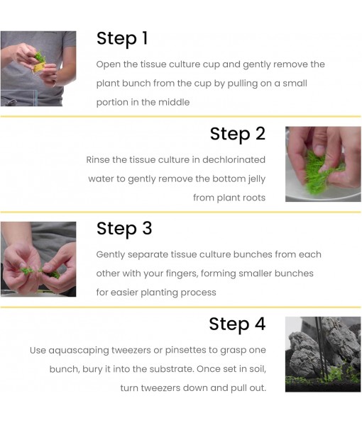 Ultum Nature Systems Alternanthera Reineckii Rosaefolia Red Stem Tissue Culture Live Plant for Aquarium, Aquascape, Freshwater Fish Tanks - 100% Snail  in Vitro