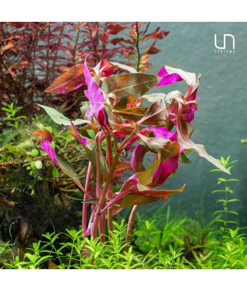 Ultum Nature Systems Alternanthera Reineckii Rosaefolia Red Stem Tissue Culture Live Plant for Aquarium, Aquascape, Freshwater Fish Tanks - 100% Snail  in Vitro