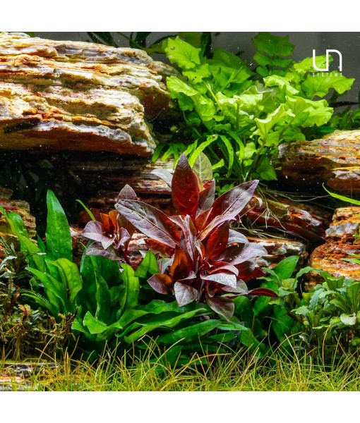 Ultum Nature Systems Alternanthera Reineckii Rosaefolia Red Stem Tissue Culture Live Plant for Aquarium, Aquascape, Freshwater Fish Tanks - 100% Snail  in Vitro