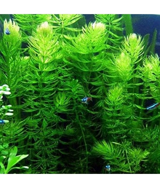 Hornwort Ceratophyllum Live Aquarium Plant Planted Tank Beginner - Buy 2 Get 1
