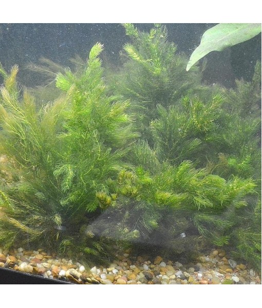 Hornwort Ceratophyllum Live Aquarium Plant Planted Tank Beginner - Buy 2 Get 1