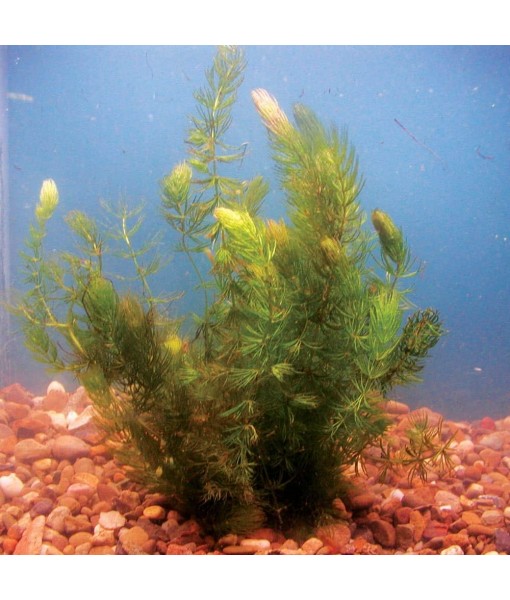 Hornwort Ceratophyllum Live Aquarium Plant Planted Tank Beginner - Buy 2 Get 1