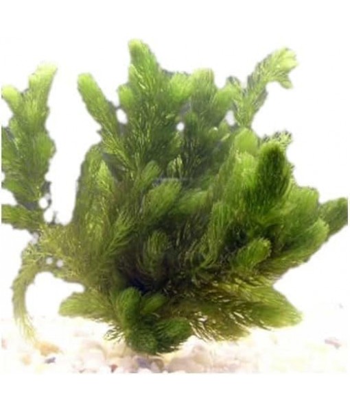 Hornwort Ceratophyllum Live Aquarium Plant Planted Tank Beginner - Buy 2 Get 1