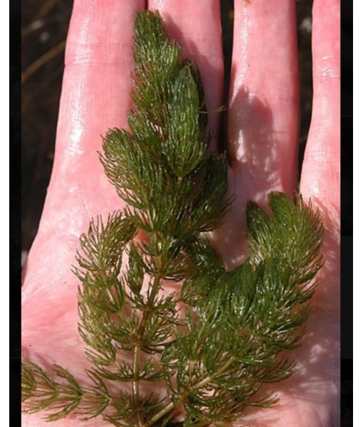 Hornwort Ceratophyllum Live Aquarium Plant Planted Tank Beginner - Buy 2 Get 1