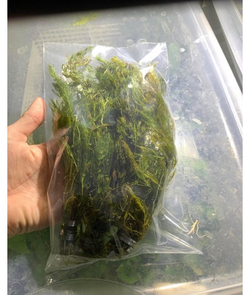 Hornwort Ceratophyllum Live Aquarium Plant Planted Tank Beginner - Buy 2 Get 1