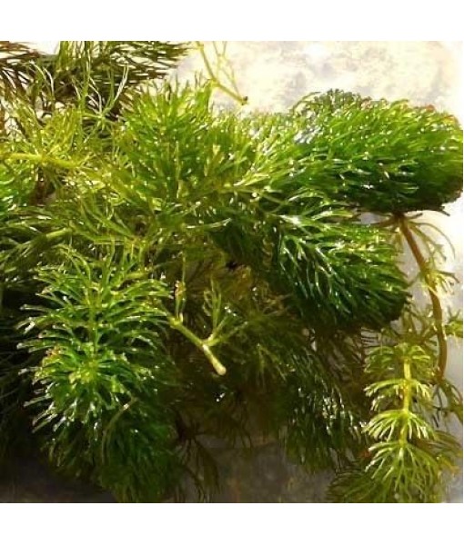 Hornwort Ceratophyllum Live Aquarium Plant Planted Tank Beginner - Buy 2 Get 1