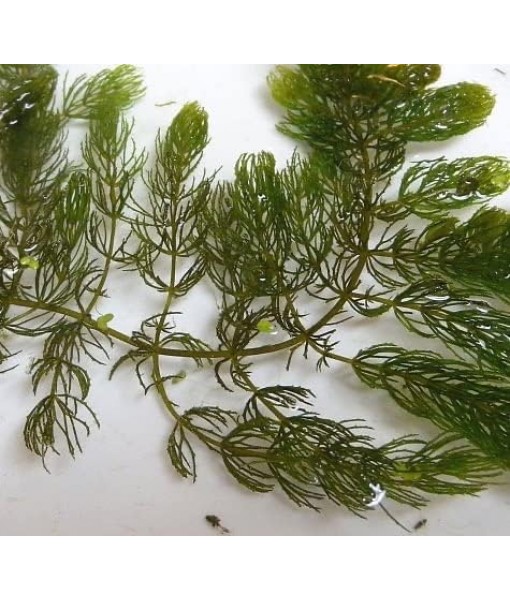 Hornwort Ceratophyllum Live Aquarium Plant Planted Tank Beginner - Buy 2 Get 1