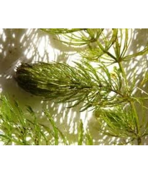 Hornwort Ceratophyllum Live Aquarium Plant Planted Tank Beginner - Buy 2 Get 1
