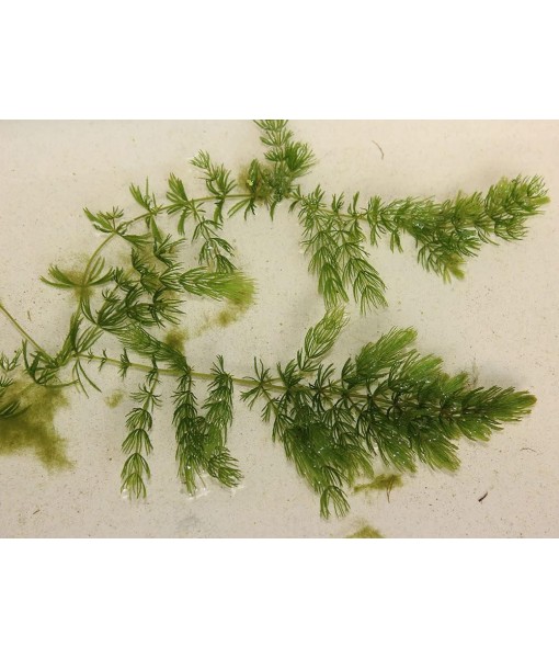 Hornwort Coontail Ceratophyllum Easy Live Aquarium Plant Oxygenating Pond Plant Buy 2 GET 1 Extra