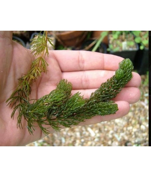 Hornwort Coontail Ceratophyllum Easy Live Aquarium Plant Oxygenating Pond Plant Buy 2 GET 1 Extra