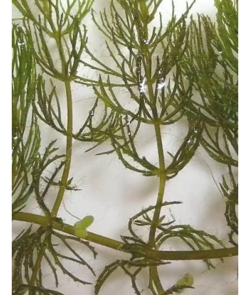 Hornwort Coontail Ceratophyllum Easy Live Aquarium Plant Oxygenating Pond Plant Buy 2 GET 1 Extra
