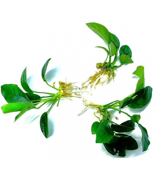 3 Aquatic Plants Bundle | Live Plants for Freshwater Aquariums (3 X Anubias VAR Nana Plants)
