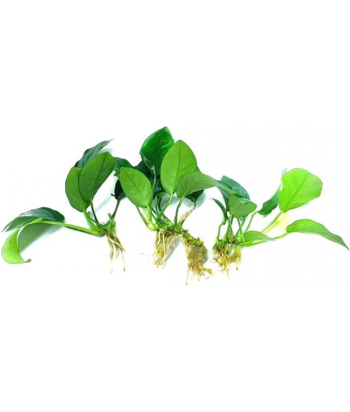 3 Aquatic Plants Bundle | Live Plants for Freshwater Aquariums (3 X Anubias VAR Nana Plants)