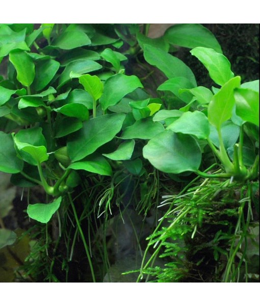 3 Aquatic Plants Bundle | Live Plants for Freshwater Aquariums (3 X Anubias VAR Nana Plants)