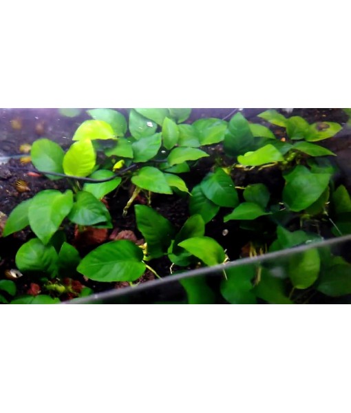 3 Aquatic Plants Bundle | Live Plants for Freshwater Aquariums (3 X Anubias VAR Nana Plants)