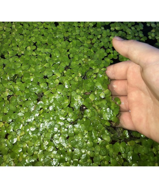40+ Giant Duckweed (Spirodela polyrhiza) Live Floating Plants for Aquarium or Pond