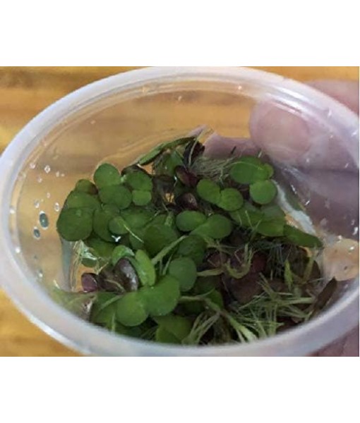 40+ Giant Duckweed (Spirodela polyrhiza) Live Floating Plants for Aquarium or Pond