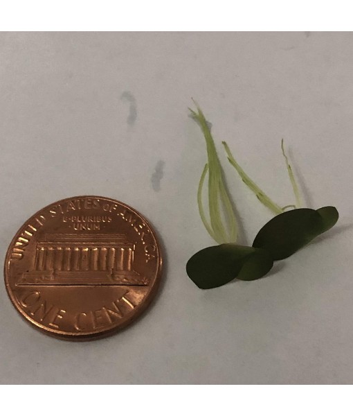 40+ Giant Duckweed (Spirodela polyrhiza) Live Floating Plants for Aquarium or Pond