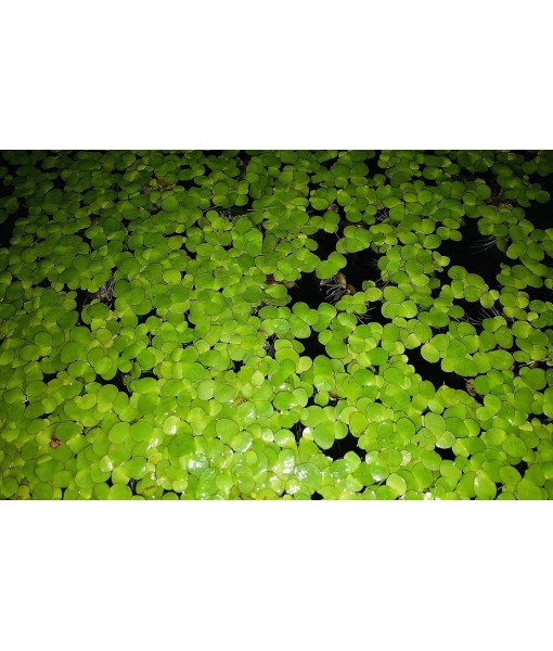 40+ Giant Duckweed (Spirodela polyrhiza) Live Floating Plants for Aquarium or Pond