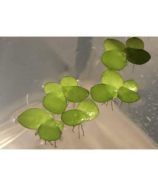 40+ Giant Duckweed (Spirodela polyrhiza) Live Floating Plants for Aquarium or Pond