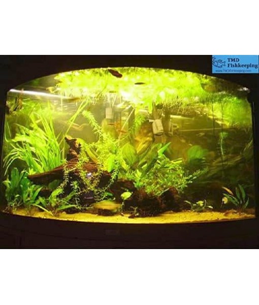 40+ Giant Duckweed (Spirodela polyrhiza) Live Floating Plants for Aquarium or Pond