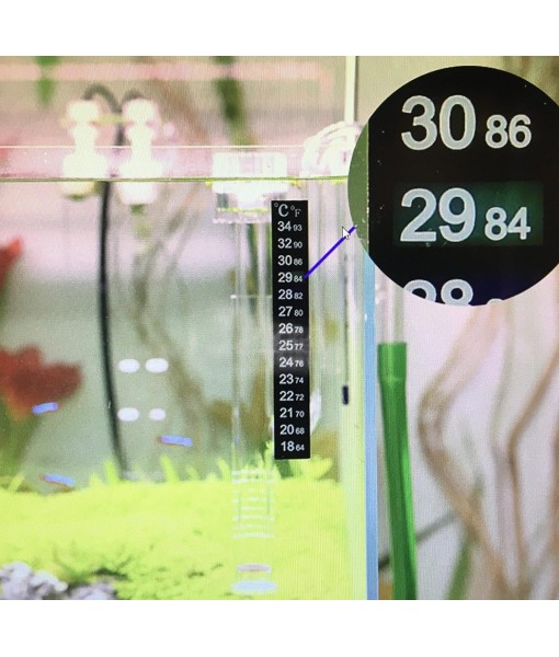 40+ Giant Duckweed (Spirodela polyrhiza) Live Floating Plants for Aquarium or Pond