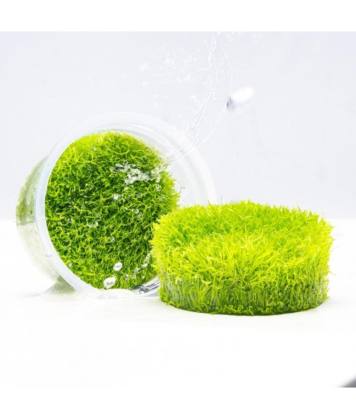 Live Plant - Utricularia Graminifolia Tissue Culture Aquatic Live Aquarium Plant Grass Carpet for Aquascape - 100% Snail  in Vitro Cup (Utricularia Graminifolia)