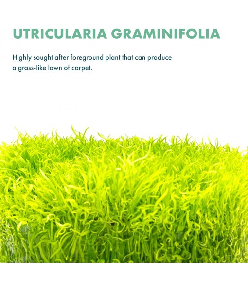 Live Plant - Utricularia Graminifolia Tissue Culture Aquatic Live Aquarium Plant Grass Carpet for Aquascape - 100% Snail  in Vitro Cup (Utricularia Graminifolia)