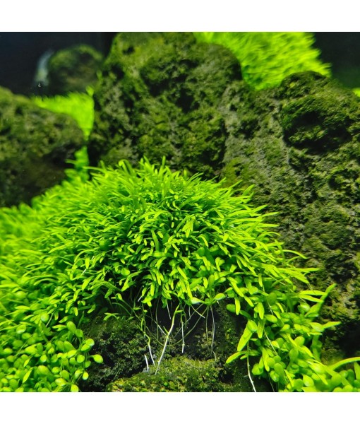 Live Plant - Utricularia Graminifolia Tissue Culture Aquatic Live Aquarium Plant Grass Carpet for Aquascape - 100% Snail  in Vitro Cup (Utricularia Graminifolia)