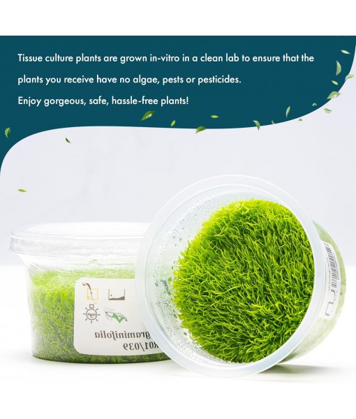 Live Plant - Utricularia Graminifolia Tissue Culture Aquatic Live Aquarium Plant Grass Carpet for Aquascape - 100% Snail  in Vitro Cup (Utricularia Graminifolia)
