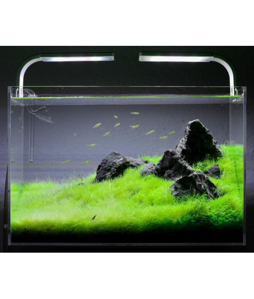 Live Plant - Utricularia Graminifolia Tissue Culture Aquatic Live Aquarium Plant Grass Carpet for Aquascape - 100% Snail  in Vitro Cup (Utricularia Graminifolia)