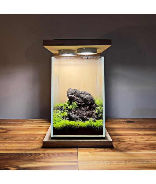 Live Plant - Utricularia Graminifolia Tissue Culture Aquatic Live Aquarium Plant Grass Carpet for Aquascape - 100% Snail  in Vitro Cup (Utricularia Graminifolia)