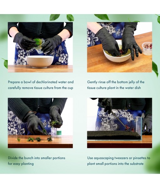 Live Plant - Utricularia Graminifolia Tissue Culture Aquatic Live Aquarium Plant Grass Carpet for Aquascape - 100% Snail  in Vitro Cup (Utricularia Graminifolia)