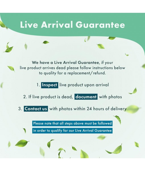 Live Plant - Utricularia Graminifolia Tissue Culture Aquatic Live Aquarium Plant Grass Carpet for Aquascape - 100% Snail  in Vitro Cup (Utricularia Graminifolia)