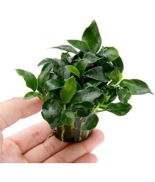 Anubias Nana Petite Live Aquarium Plants Potted Freshwater Auatic Plant