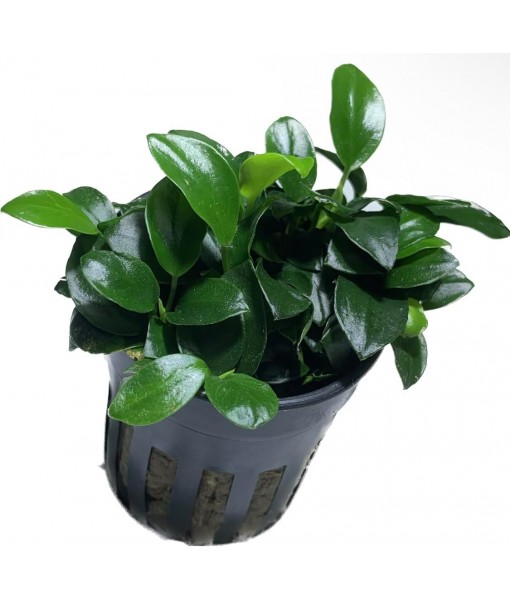Anubias Nana Petite Live Aquarium Plants Potted Freshwater Auatic Plant