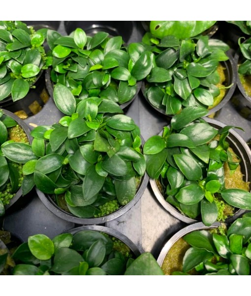Anubias Nana Petite Live Aquarium Plants Potted Freshwater Auatic Plant