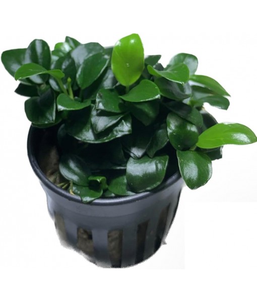 Anubias Nana Petite Live Aquarium Plants Potted Freshwater Auatic Plant