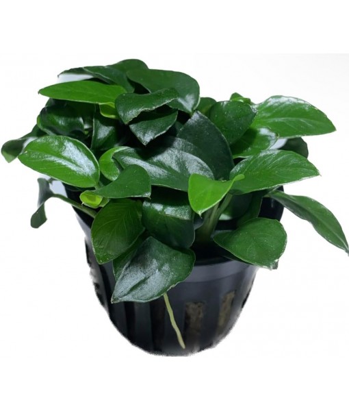 Anubias Nana Petite Live Aquarium Plants Potted Freshwater Auatic Plant