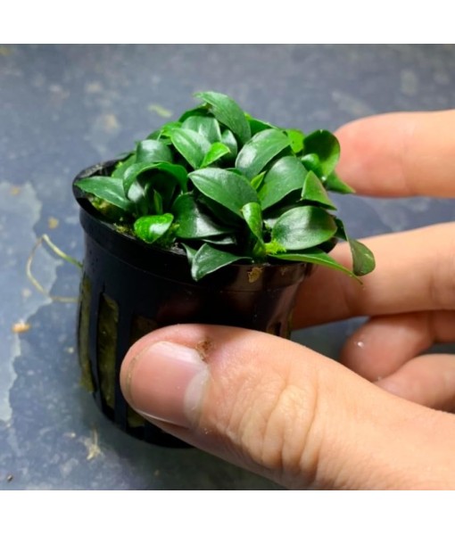 Anubias Nana Petite Live Aquarium Plants Potted Freshwater Auatic Plant