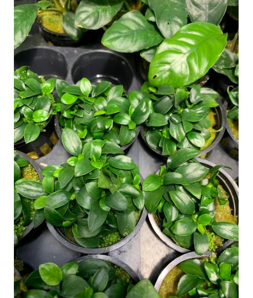 Anubias Nana Petite Live Aquarium Plants Potted Freshwater Auatic Plant