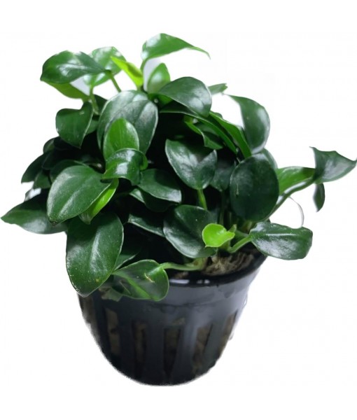 Anubias Nana Petite Live Aquarium Plants Potted Freshwater Auatic Plant