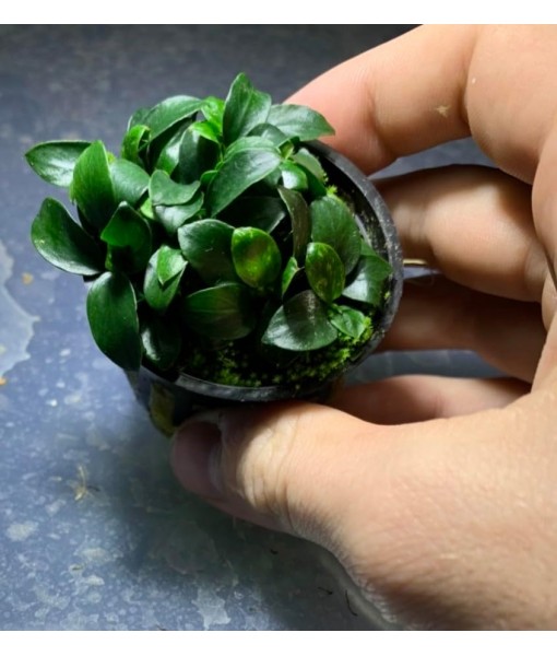 Anubias Nana Petite Live Aquarium Plants Potted Freshwater Auatic Plant