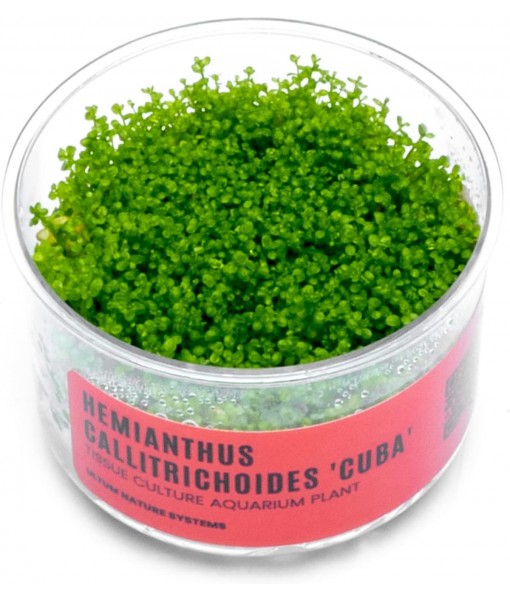 Ultum Nature Systems Dwarf Baby Tears Hemianthus Callitrichoides Cuba Tissue Culture Live Plant for Aquarium, Aquascape, Planted Freshwater Fish Tanks - 100% Snail  in Vitro