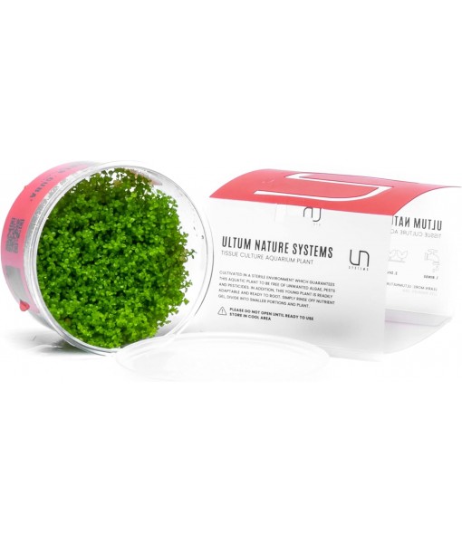 Ultum Nature Systems Dwarf Baby Tears Hemianthus Callitrichoides Cuba Tissue Culture Live Plant for Aquarium, Aquascape, Planted Freshwater Fish Tanks - 100% Snail  in Vitro