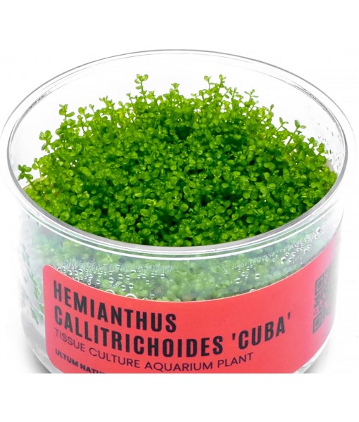 Ultum Nature Systems Dwarf Baby Tears Hemianthus Callitrichoides Cuba Tissue Culture Live Plant for Aquarium, Aquascape, Planted Freshwater Fish Tanks - 100% Snail  in Vitro